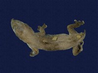 藏品(蝎虎)的圖片